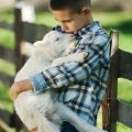 boy-with-lamb-on-the-farm-PD934BP.jpg boy-with-lamb-on-the-farm-PD934BP.jpg