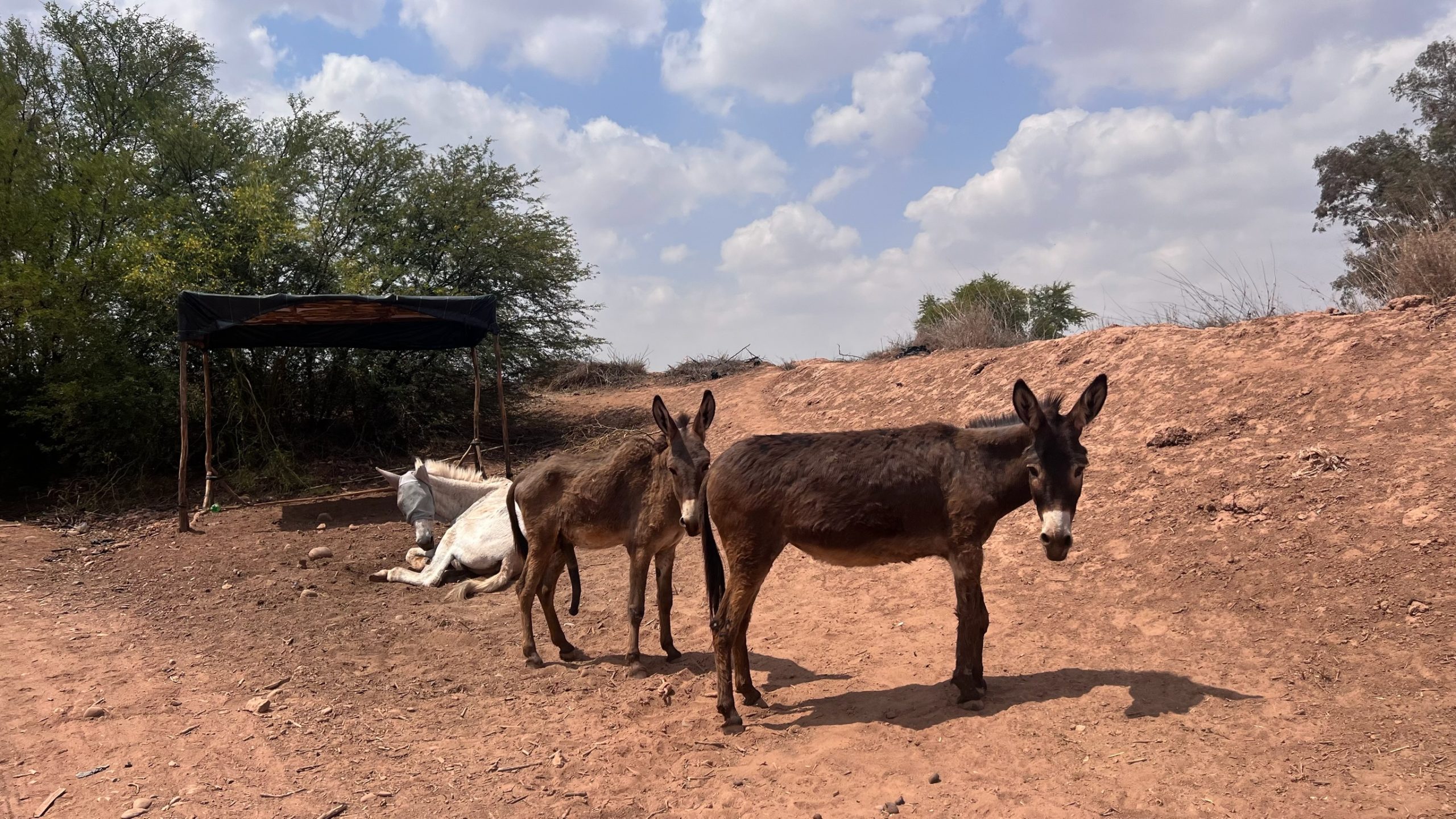 Équidé au sanctuaire