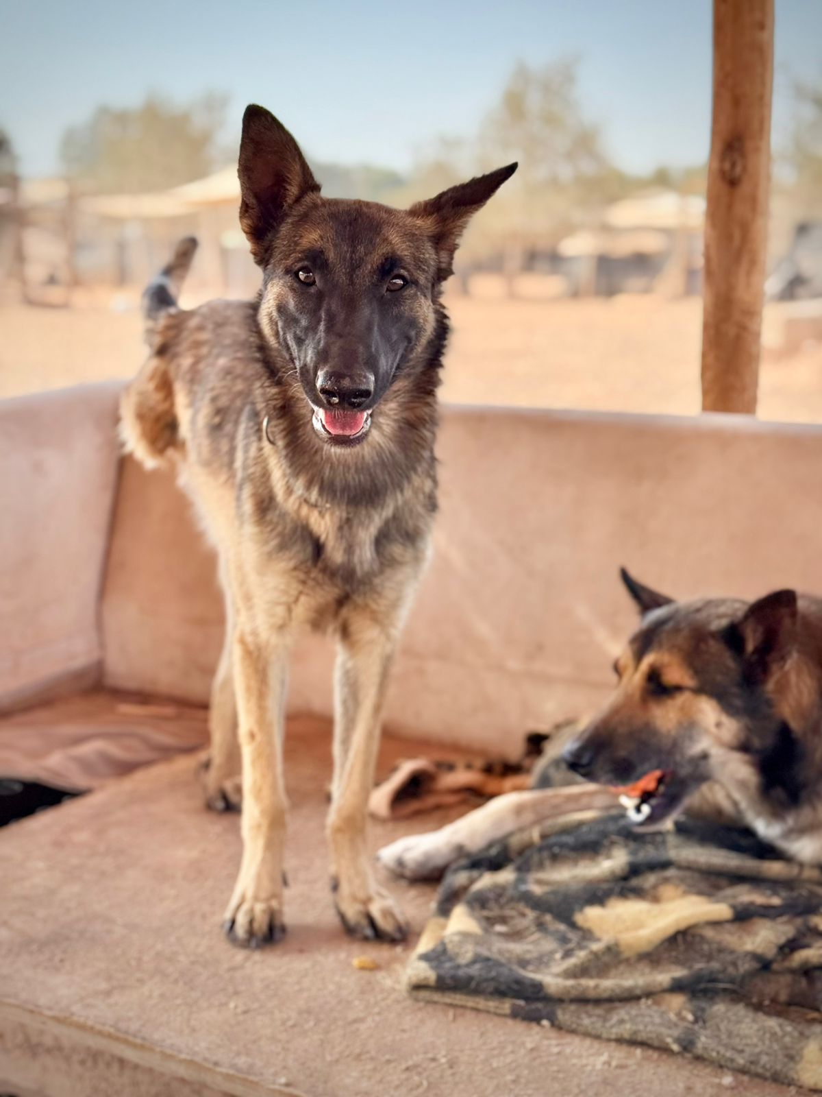 Chien sauvé à Marrakech