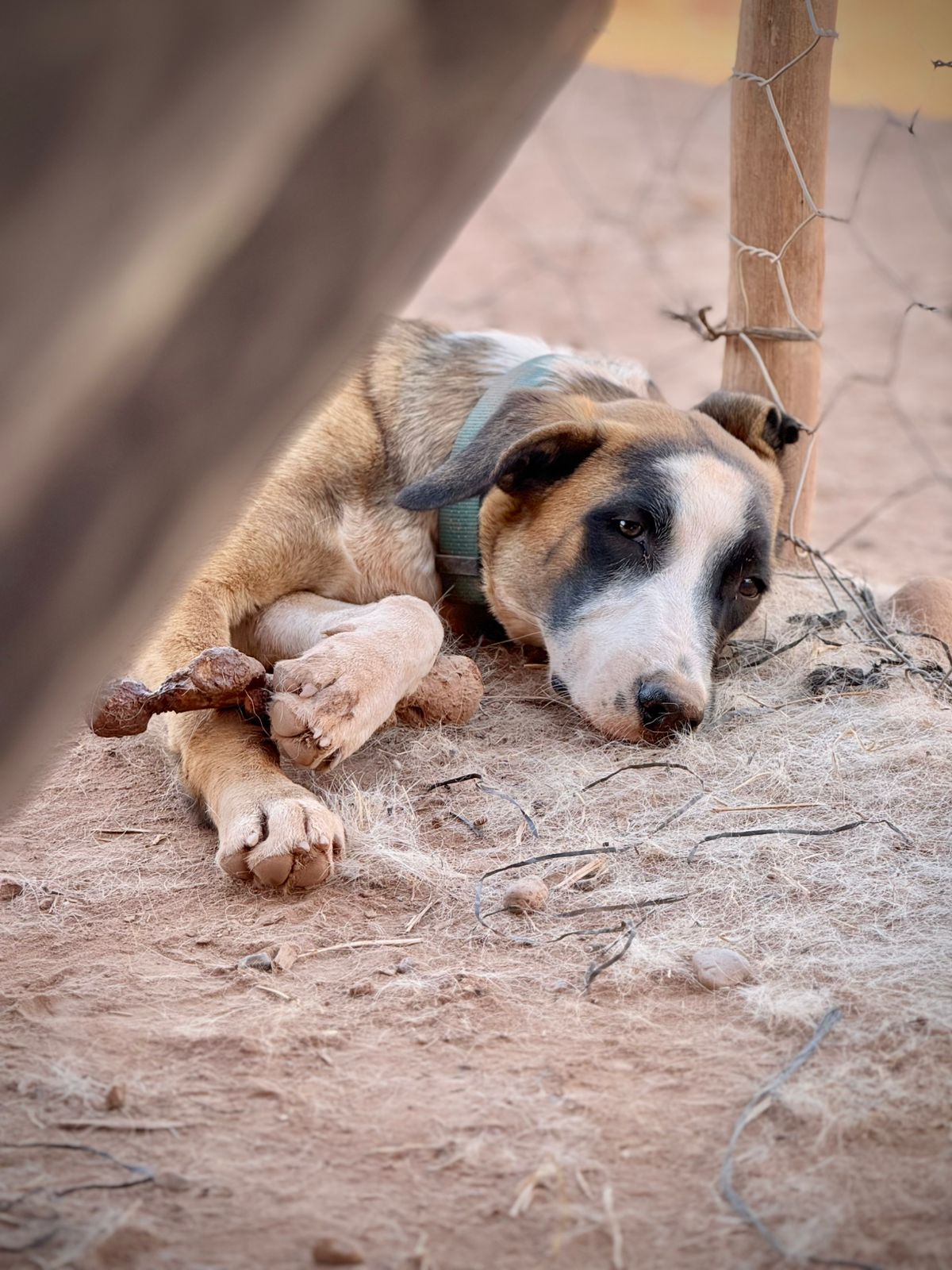 Chien soigné au sanctuaire